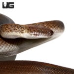 Granite Spotted Pythons For Sale - Underground Reptiles