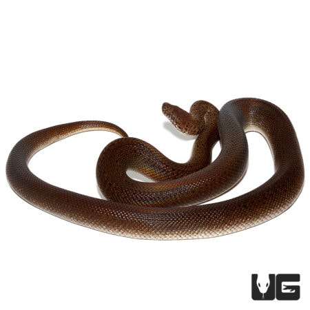 Granite Spotted Pythons For Sale - Underground Reptiles