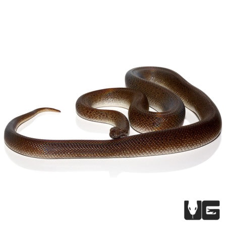Granite Spotted Pythons For Sale - Underground Reptiles