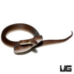 Granite Spotted Pythons For Sale - Underground Reptiles