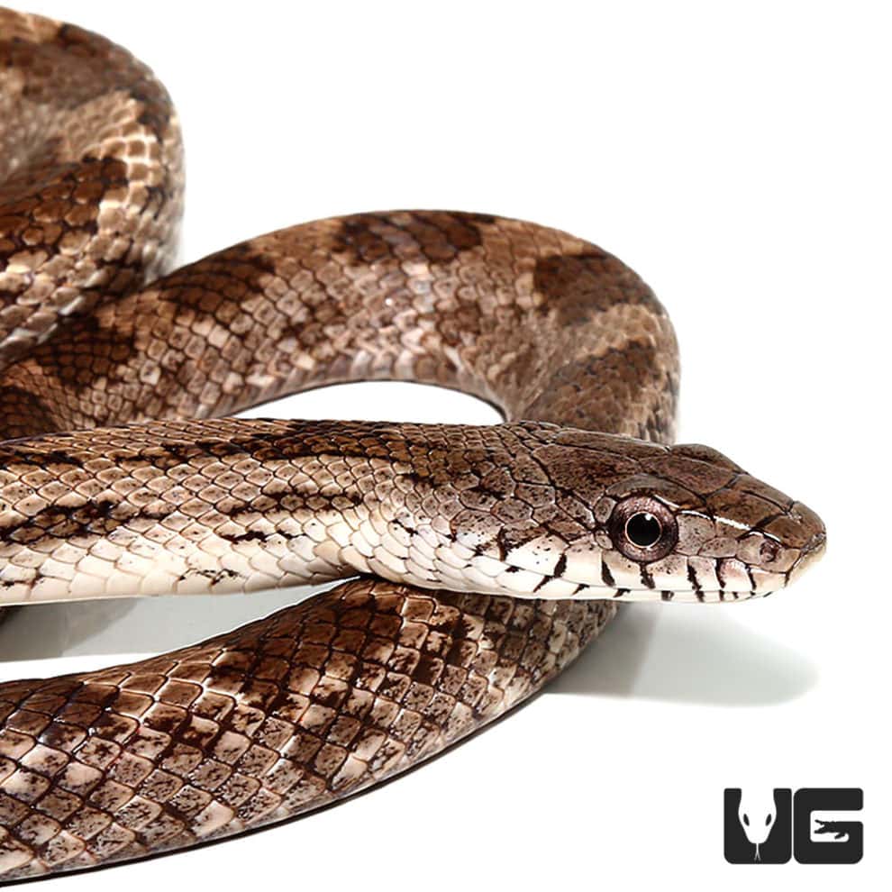 Gray Ratsnake - Underground Reptiles