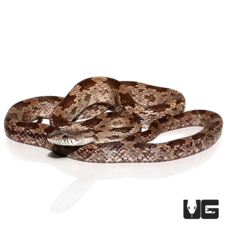 Gray Ratsnakes For Sale - Underground Reptiles