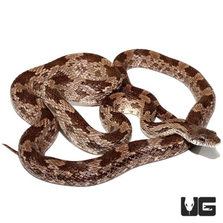 Gray Ratsnakes For Sale - Underground Reptiles