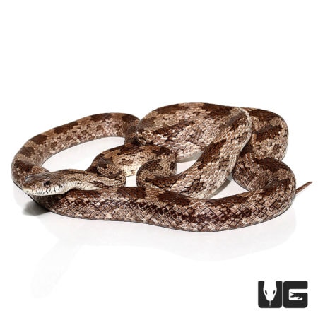 Gray Ratsnakes For Sale - Underground Reptiles