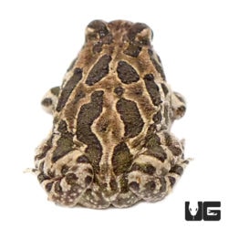 Great Plains Toads For Sale - Underground Reptiles