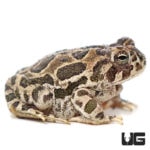 Great Plains Toads For Sale - Underground Reptiles
