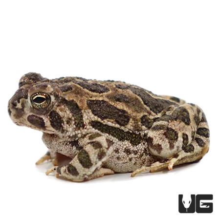 Great Plains Toads For Sale - Underground Reptiles