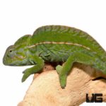 Green Carpet Chameleon For Sale - Underground Reptiles