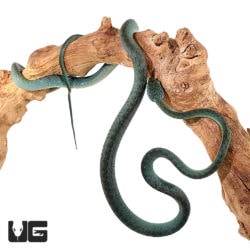 Green Cat Eye Snake Pairs For Sale - Underground Reptiles
