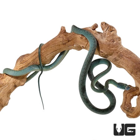 Green Cat Eye Snake Pairs For Sale - Underground Reptiles