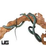 Green Cat Eye Snake Pairs For Sale - Underground Reptiles