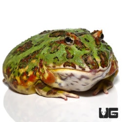 Female Adult Green Dragon Wing Pacman Frogs For Sale - Underground Reptiles