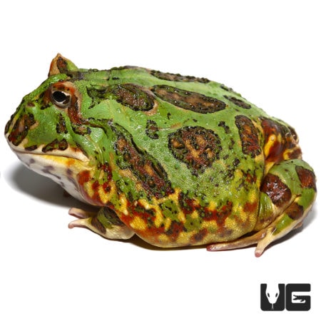 Female Adult Green Dragon Wing Pacman Frogs For Sale - Underground Reptiles