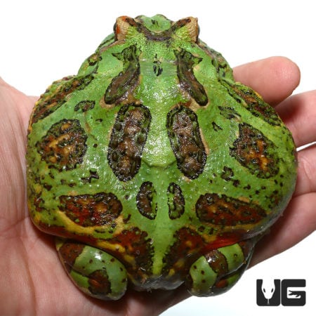 Female Adult Green Dragon Wing Pacman Frogs For Sale - Underground Reptiles