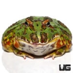 Female Adult Green Dragon Wing Pacman Frogs For Sale - Underground Reptiles