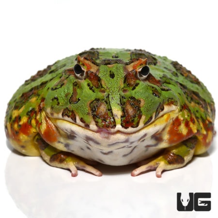 Female Adult Green Dragon Wing Pacman Frogs For Sale - Underground Reptiles