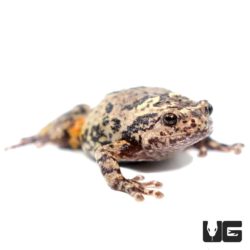 Grey Chubby Frogs For Sale - Underground Reptiles