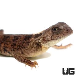 Ground Agamas For Sale - Underground Reptiles