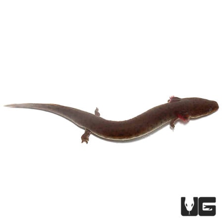 Gulf Coast Waterdog For Sale - Underground Reptiles