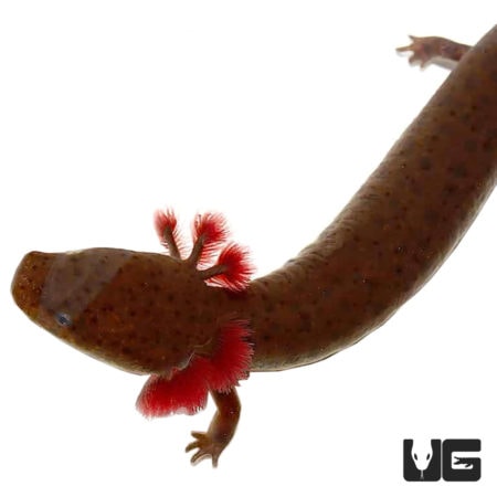 Gulf Coast Waterdog For Sale - Underground Reptiles