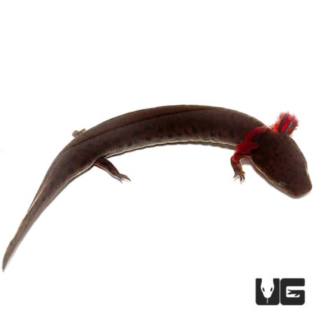 Gulf Coast Waterdog For Sale - Underground Reptiles