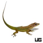 Guyana Anoles For Sale - Underground Reptiles