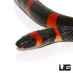 Halloween Snakes For Sale - Underground Reptiles