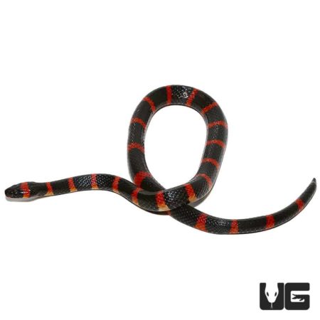 Halloween Snakes For Sale - Underground Reptiles