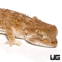 Helmeted Geckos For Sale - Underground Reptiles
