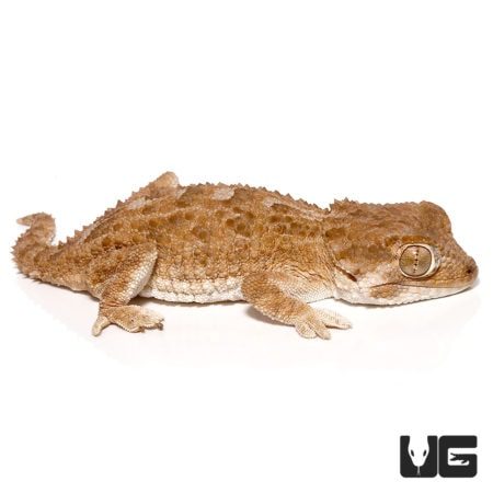 Helmeted Geckos For Sale - Underground Reptiles
