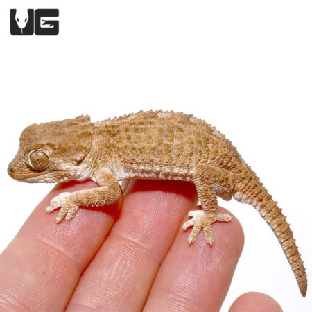 Helmeted Geckos For Sale - Underground Reptiles