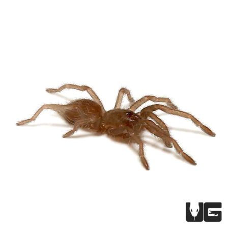 Himalayan Birdeater Tarantula (haplocosmia himalayana) For Sale - Underground Reptiles