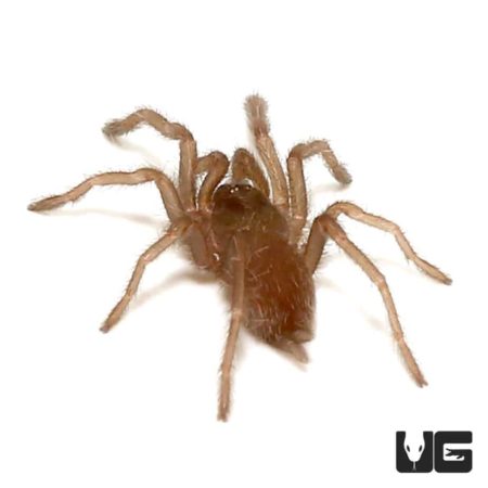 Himalayan Birdeater Tarantula (haplocosmia himalayana) For Sale - Underground Reptiles