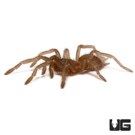 Himalayan Birdeater Tarantula (haplocosmia himalayana) For Sale - Underground Reptiles