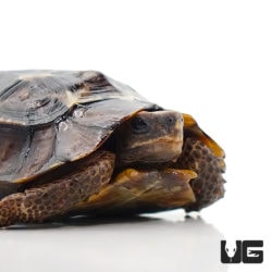 Home's Hingeback Tortoises For Sale - Underground Reptiles