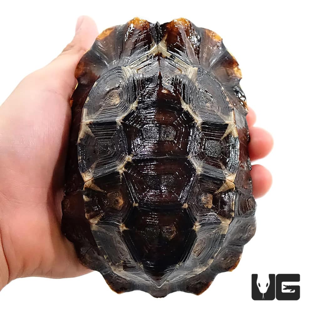 Home's Hingeback Tortoises For Sale - Underground Reptiles