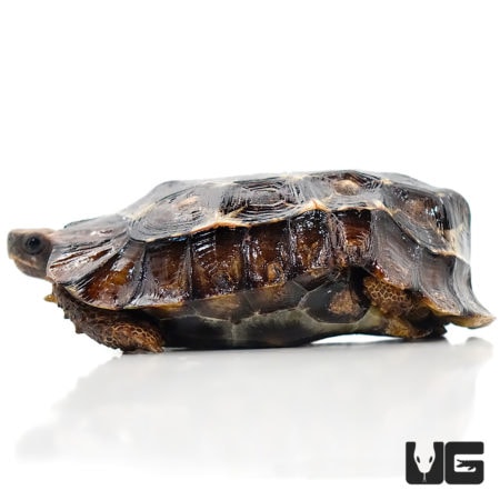Home's Hingeback Tortoises For Sale - Underground Reptiles