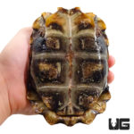 Home's Hingeback Tortoises For Sale - Underground Reptiles