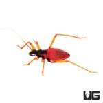 Horrid King Assassin Bug (Psytalla horrida) For Sale - Underground Reptiles