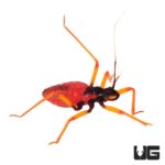 Horrid King Assassin Bug (Psytalla horrida) For Sale - Underground Reptiles
