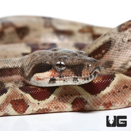 Hypo Het Sharp Albino Colombian Redtail Boa close-up, showcasing vibrant colors and pattern.