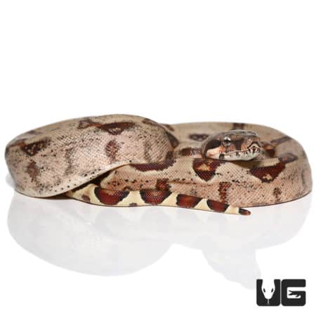Hypo Het Sharp Albino Colombian Redtail Boa snake, vibrant coloration and unique pattern. Perfect fo.