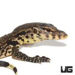 Javan Water Monitors For Sale - Underground Reptiles