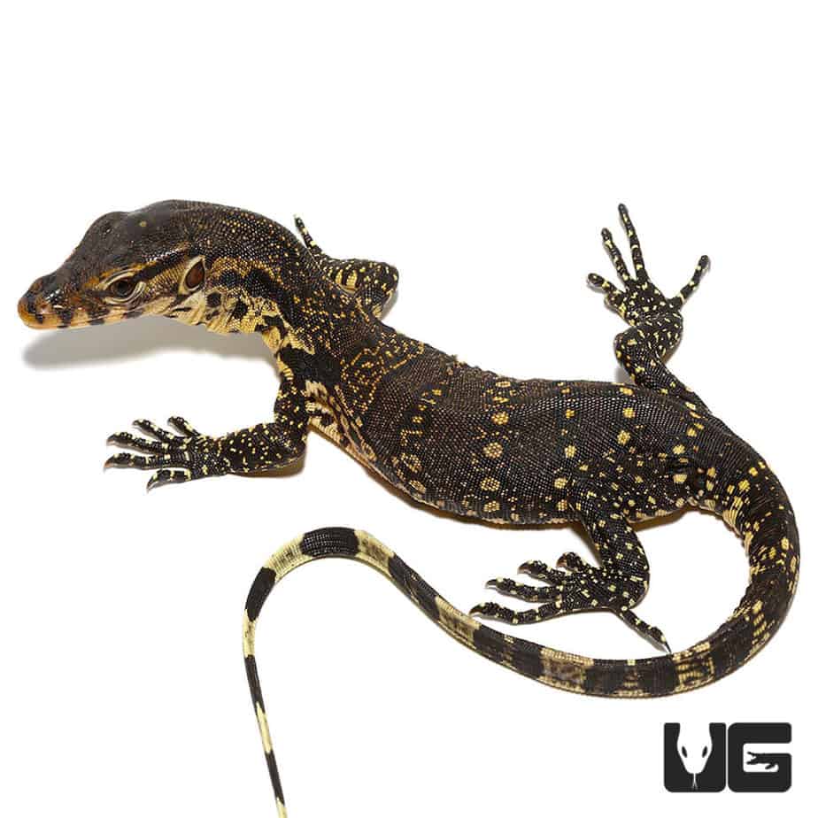 Javan Water Monitors (Varanus salvator) For Sale Underground Reptiles