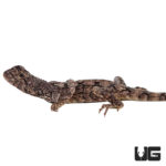 Juvenile Frilled Dragons For Sale - Underground Reptiles