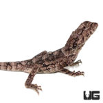 Juvenile Frilled Dragons For Sale - Underground Reptiles