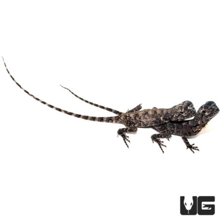 Juvenile Frilled Dragons For Sale - Underground Reptiles