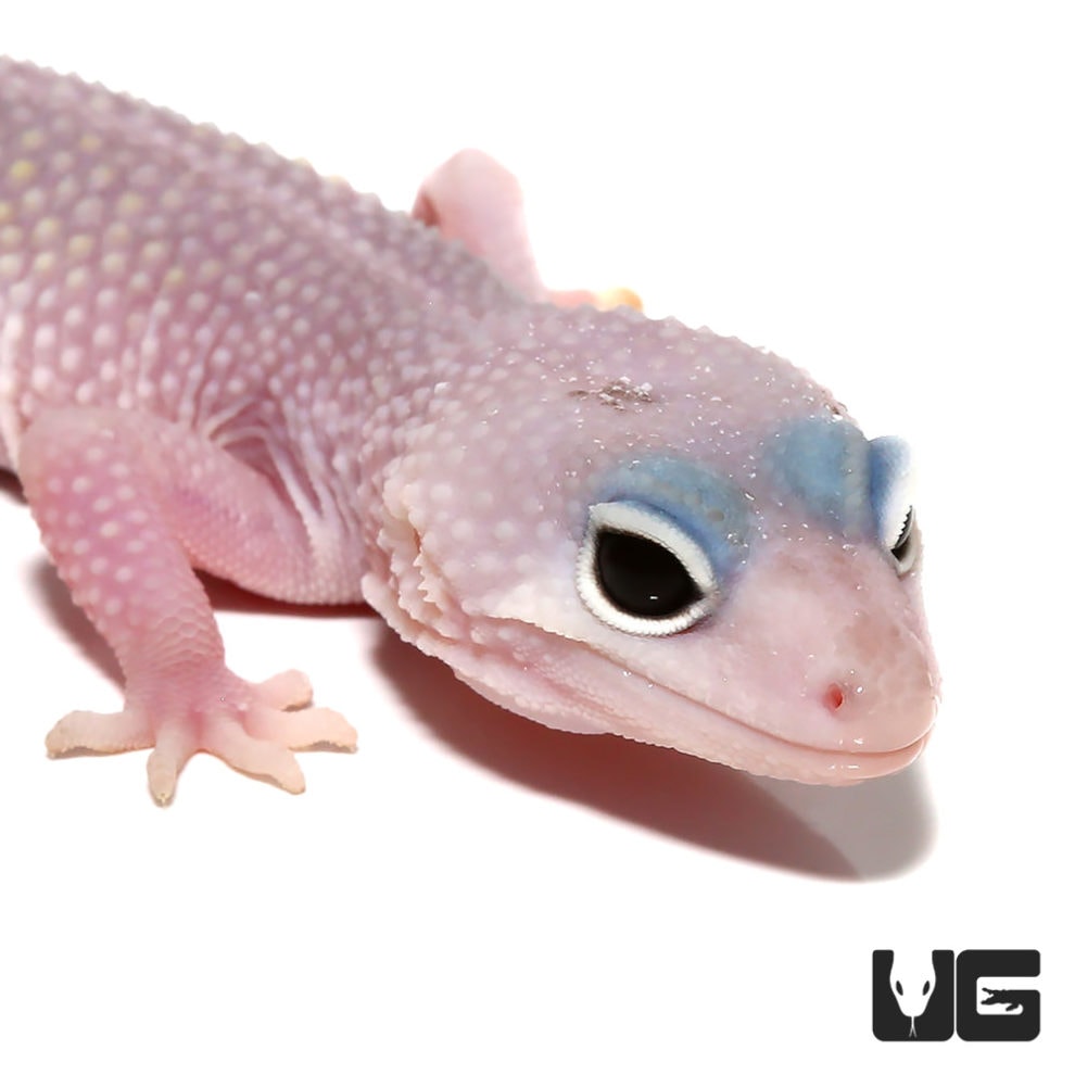 Juvenile patternless Leopard Geckos For Sale Underground Reptiles