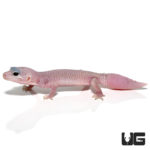 Juvenile patternless Leopard Geckos For Sale - Underground Reptiles