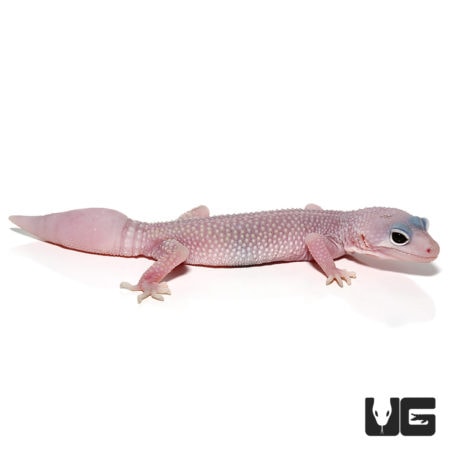Juvenile patternless Leopard Geckos For Sale - Underground Reptiles